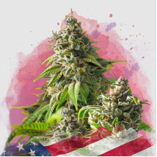 Girl Scout Cookies feminised (Nirvana Seeds)