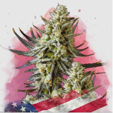Grease Monkey feminised (Nirvana Seeds)