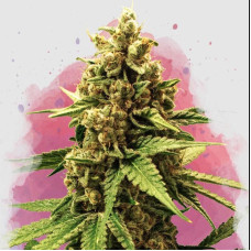 Great White Shark feminised (Nirvana Seeds)