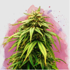 Green Crack feminised (Nirvana Seeds)