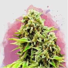 Green Poison feminised (Nirvana Seeds) 
