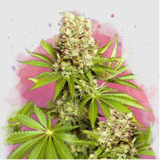 Hawaii Maui Waui feminised (Nirvana Seeds)
