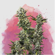 Hindu Kush feminised (Nirvana Seeds) 