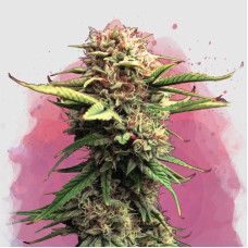 Jock Horror feminised (Nirvana Seeds)