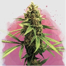 Lemon OG Haze feminised (Nirvana Seeds)