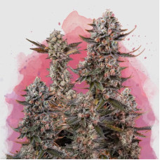 Lithium OG Kush feminised (Nirvana Seeds)