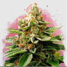 LSD feminised (Nirvana Seeds)