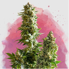 Master Kush feminised (Nirvana Seeds)