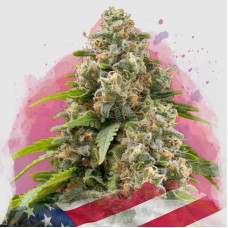 Matanuska feminised (Nirvana Seeds)