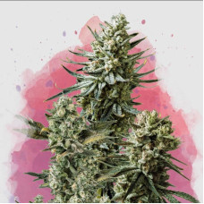 Misty Kush feminised (Nirvana Seeds) 