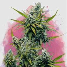 Nicole Kush feminised (Nirvana Seeds)