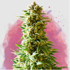 Northern Light feminised (Nirvana Seeds)