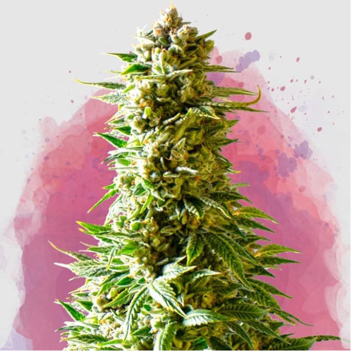 Семена конопли Northern Light fem. Nirvana Seeds 