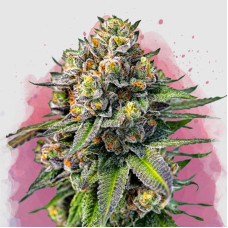 OG Kush feminised (Nirvana Seeds)