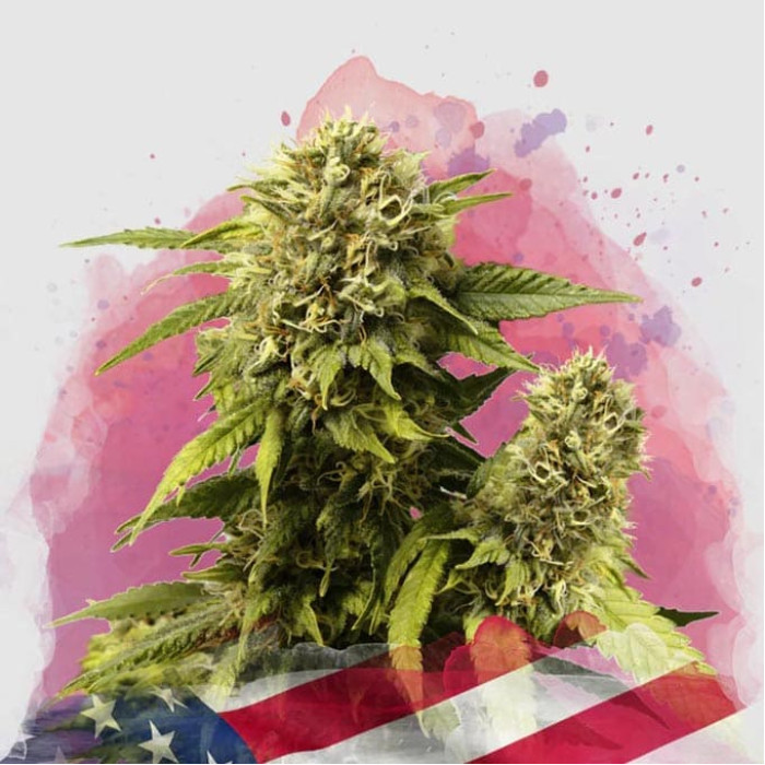 Насіння коноплі Original Glue fem. Nirvana Seeds