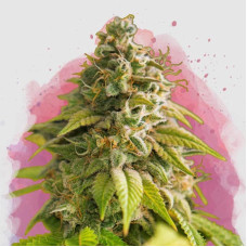 Papaya feminised (Nirvana Seeds)