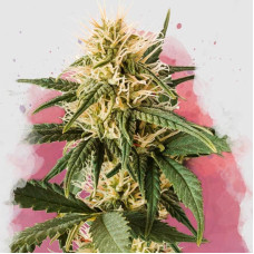 Pure Power Plant feminised (Nirvana Seeds) 