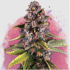 Raspberry Cough feminised (Nirvana Seeds)