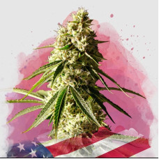 Runtz feminised (Nirvana Seeds)