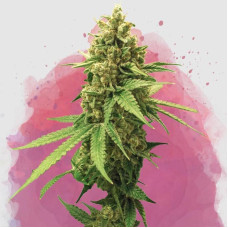Sherbet Cookies feminised (Nirvana Seeds)