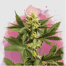 Shiskaberry feminised (Nirvana Seeds) 