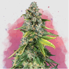 Skunk 1 feminised (Nirvana Seeds)