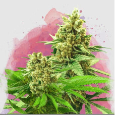 Somango XXL feminised (Nirvana Seeds) 