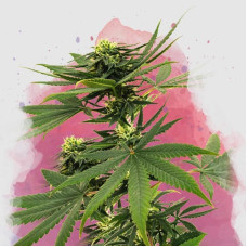Sour Diesel feminised (Nirvana Seeds)