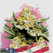 Sunset Sherbet feminised (Nirvana Seeds)