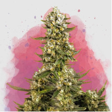 Super Silver Haze feminised (Nirvana Seeds)