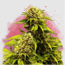 Super Skunk feminised (Nirvana Seeds)