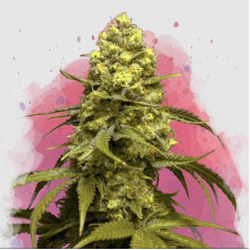Sweet Tooth feminised (Nirvana Seeds)