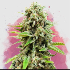 Swiss Cheese feminised (Nirvana Seeds) 