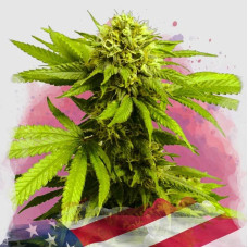 Tangie feminised (Nirvana Seeds)