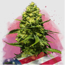 Trainwreck feminised (Nirvana Seeds)