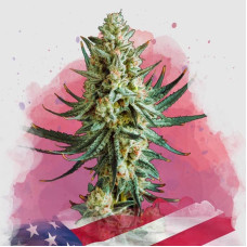 Wedding Cake feminised (Nirvana Seeds)