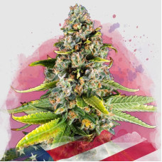 White Fire OG feminised (Nirvana Seeds)