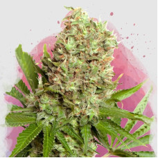 White Widow feminised (Nirvana Seeds) 