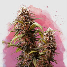 Wonder Woman feminised (Nirvana Seeds) 