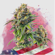 Zkittlez feminised (Nirvana Seeds)
