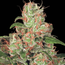 Acid auto feminised (Paradise Seeds)