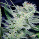 Насіння коноплі Jack autofem. Paradise Seeds