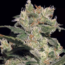 Jack auto feminised (Paradise Seeds)