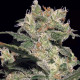 Насіння коноплі Jack autofem. Paradise Seeds
