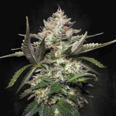 Kong 4 auto feminised (Paradise Seeds)