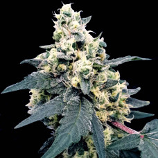 Lemonade auto feminised (Paradise Seeds)