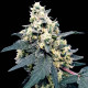 Насіння коноплі Lemonade autofem. Paradise Seeds