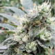 Насіння коноплі Lemonade autofem. Paradise Seeds