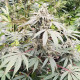 Насіння коноплі Lemonade autofem. Paradise Seeds