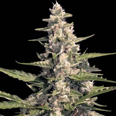 Pandora auto feminised (Paradise Seeds)